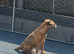 7 year old border Terrier girl