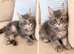 Exceptional TICA Registered Maine Coon Kittens