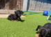 6 chiweenie pups