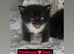 Kittens looking for new home