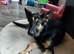 Female German shepherd