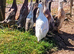 Indian Runner Ducks/Duckling Females & Males
