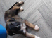Gorgeous Lurcher puppies Greyhound cross