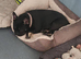Lovely french bulldog for sale