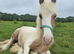 Stunning palomino and white san cler bred