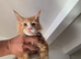 Maine Coon Kittens For Sale