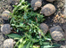 Testudo hermanni babies