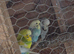 Avairy budgies