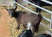2 x Chocolate Coloured Pygmy Nanny Goat Twins