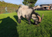 Entire Pygmy Billy Goat for Sale - 2 Years Old - Knaresborough