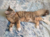 Cat for sale