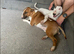 Stunning English bull terrier puppies for sale