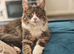1 year old mainecoon female