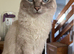 Male ragdoll