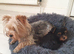 0ne girl Yorkshire terrier puppies