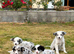 Beautiful Border Collie Puppies For Sale