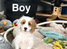 Lovely girls and boys cockapoo ready now