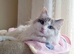Fluffy Ragdoll kitten looking forever home