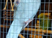 Angel  needs a new loving home