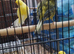This years canaries