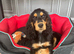 Absolutely adorable show cocker spaniel girl