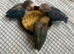 2 beautiful blue Fischers for sale