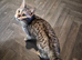 Silver bengal looking for new home