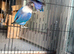Love bird