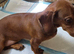 Dachshund puppy