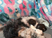 Toy Poodle Puppy’s