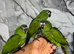 Stunning Hand-Rearing Baby Hahn Macaw Parrot