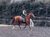 Chestnut TB mare - quick sale wanted due to needing stable