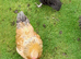 Pair of bantam chickens