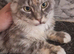 Maine coon