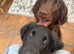 Stunning black flat coats