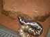 Sand boa chunky female
