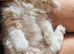 Persian Kittens