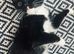 3 lovely kittens for sale