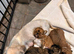 Beautiful Shih Tzu puppies