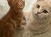 Pretty British short hair X mainecoon kittens