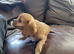 Cavapoo puppies for sale