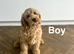 Gorgeous puppies ready for family homes
