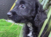 Last 1 Fully Vaccinated Gorgeous playful labradoodle puppys. Ready Now.