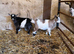 Pygmy goats kids