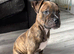 8 week old alapha x American bulldog pups