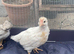 4 week old chicks