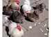 Pekin Bantams (Chickens)