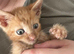 Witham Mixed bread shorthair kittens