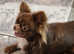 Stud louie longhaired Russian Chihuahua