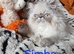 STUNNING PEDIGREE PERSIAN EXOTICS